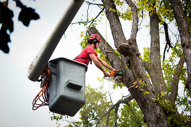 How Our Tree Care Process Works  in Vassar College, NY